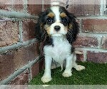 Small #13 Cavalier King Charles Spaniel