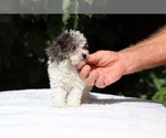 Small #2 Goldendoodle (Miniature)