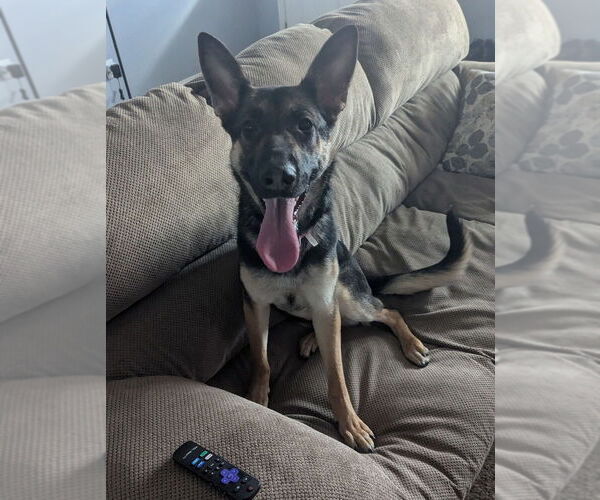 Medium Photo #2 German Shepherd Dog Puppy For Sale in Aurora, IN, USA