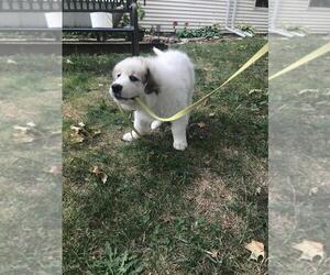 Great Pyrenees Puppy for sale in OTTUMWA, IA, USA