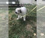 Small Photo #1 Great Pyrenees Puppy For Sale in OTTUMWA, IA, USA