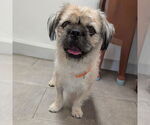 Small #2 Poodle (Standard)-Pug Mix