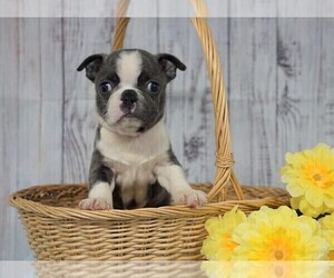 Boston Terrier Puppy for sale in FREDERICKSBG, OH, USA