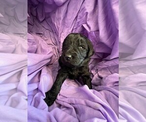 Newfypoo Puppy for sale in FRANKLIN, ME, USA