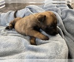 Small Photo #203 Belgian Malinois Puppy For Sale in REESEVILLE, WI, USA
