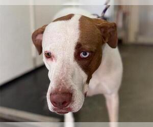 Catahoula Leopard Dog Dogs for adoption in Redwood City, CA, USA