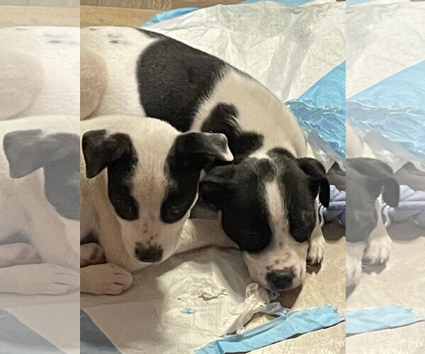 Medium Photo #3 Borador Puppy For Sale in Sandy, UT, USA