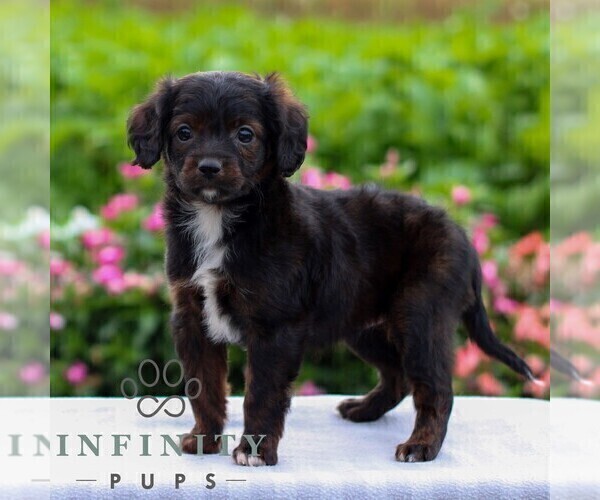 Medium Photo #4 Cavapoo Puppy For Sale in LEOLA, PA, USA
