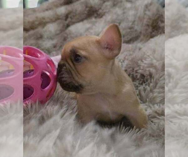 Medium Photo #1 French Bulldog Puppy For Sale in BOSTON, KY, USA