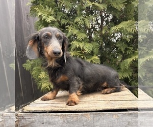 Mother of the Dachshund puppies born on 10/18/2025