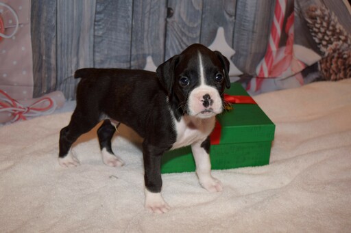 Medium Photo #5 Boxer Puppy For Sale in CHILHOWEE, MO, USA