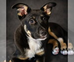 Small #7 German Shepherd Dog Mix