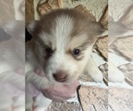 Small #1 Pomsky