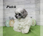 Small #25 Poodle (Toy)