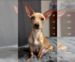 Small #6 Chihuahua Mix