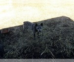 Small Photo #14 Australian Cattle Dog Puppy For Sale in BREWSTER, CO, USA