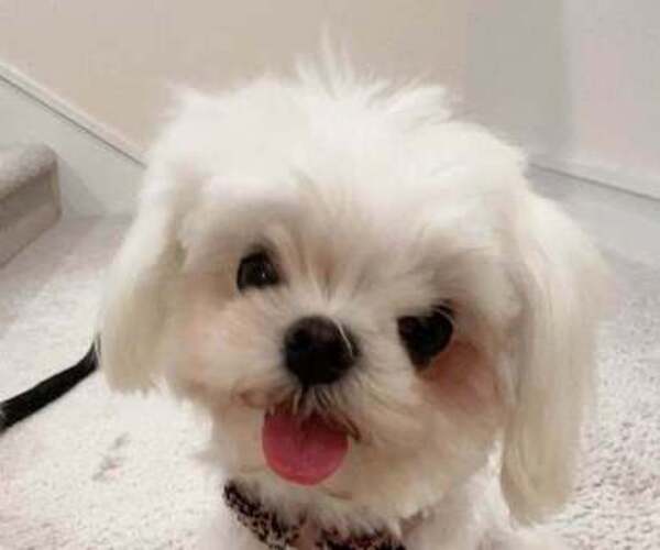 Medium Photo #1 Maltese Puppy For Sale in SAN DIEGO, CA, USA
