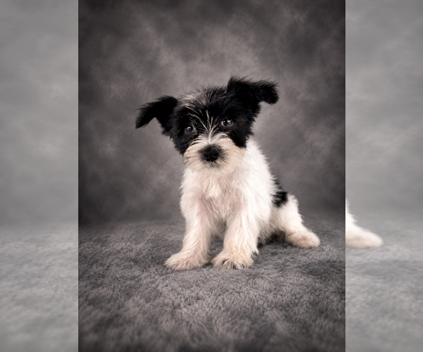 Medium Photo #1 Schnauzer (Miniature) Puppy For Sale in GREENFIELD, IN, USA