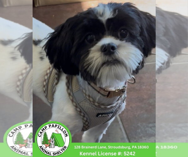 Medium Photo #1 Jack Tzu Puppy For Sale in Stroudsburg, PA, USA