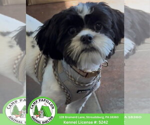 Jack Tzu Dogs for adoption in Stroudsburg, PA, USA