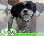 Cookie - Male Jack Tzu Dog for Adoption - Small photo