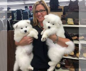 Samoyed Puppy for sale in FOY, CA, USA