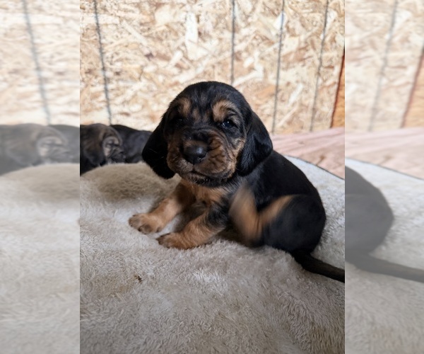Medium Photo #4 Bloodhound Puppy For Sale in LITTLETON, CO, USA