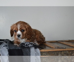 Puppy Willy Cavalier King Charles Spaniel