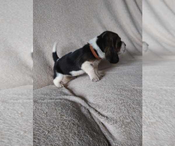 Medium Photo #7 Basset Hound Puppy For Sale in PETERSBURG, IN, USA