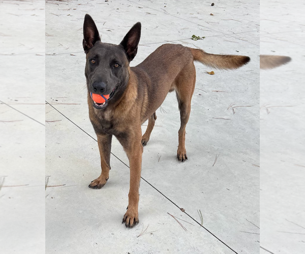 Medium Photo #3 German Shepherd Dog-Unknown Mix Puppy For Sale in Oakhurst, NJ, USA