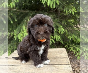 Havanese Puppy for sale in MIDDLEBURY, IN, USA