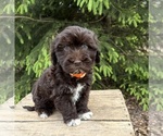 Image preview for Ad Listing. Nickname: Jasper