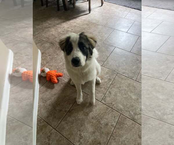 Medium Photo #2 Anatolian Pyrenees Puppy For Sale in Spring, TX, USA