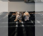 Small #7 Yorkshire Terrier