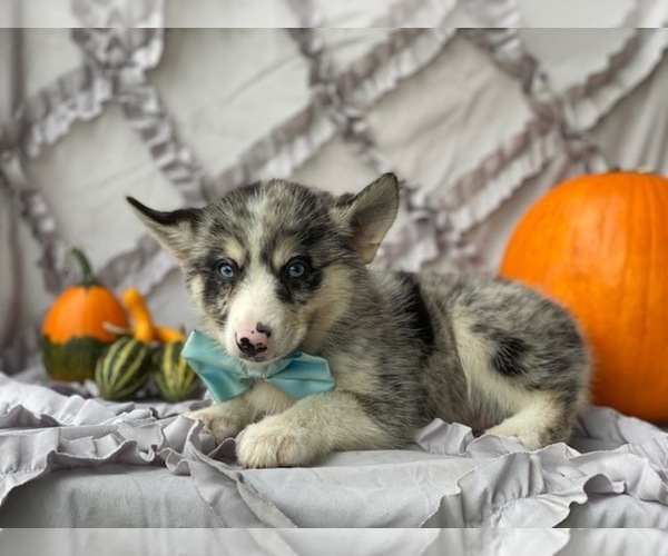 Medium Photo #3 Pomsky-Shiba Inu Mix Puppy For Sale in LANCASTER, PA, USA