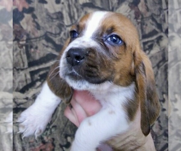 Medium Photo #14 Basset Hound Puppy For Sale in PETERSBURG, IN, USA