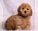 Small Photo #85 Goldendoodle (Miniature) Puppy For Sale in WARSAW, IN, USA