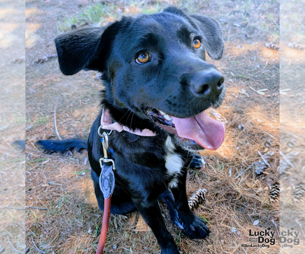 Medium Photo #6 Labrador Retriever-Unknown Mix Puppy For Sale in Washington, DC, USA