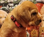Small Photo #9 Labrador Retriever Puppy For Sale in BUFFALO, NY, USA