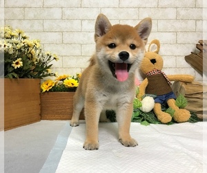 Shiba Inu Puppy for sale in SAN FRANCISCO, CA, USA