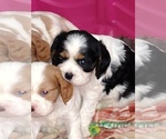Small #1 Cavalier King Charles Spaniel
