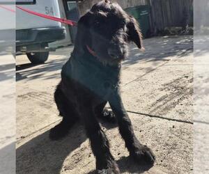 Schnauzer (Giant)-Unknown Mix Dogs for adoption in San Antonio, TX, USA