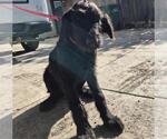 Small Schnauzer (Giant) Mix