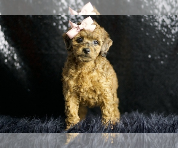 Medium Photo #3 Poodle (Toy) Puppy For Sale in WARSAW, IN, USA