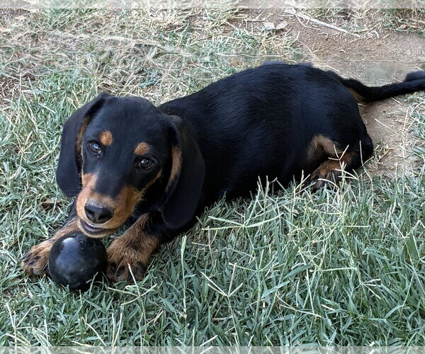 Medium Photo #3 Dachshund Puppy For Sale in Hesperia, CA, USA
