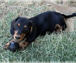 Small #2 Dachshund
