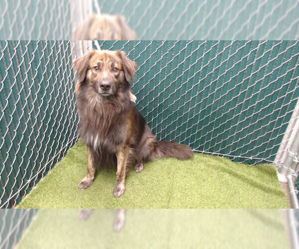 Medium Photo #1 Golden Shepherd Puppy For Sale in Downey, CA, USA
