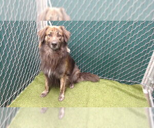 Golden Shepherd Dogs for adoption in Downey, CA, USA
