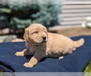 Cavapoo Puppy for sale in GOSHEN, IN, USA