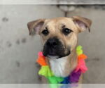 Small Black Mouth Cur Mix